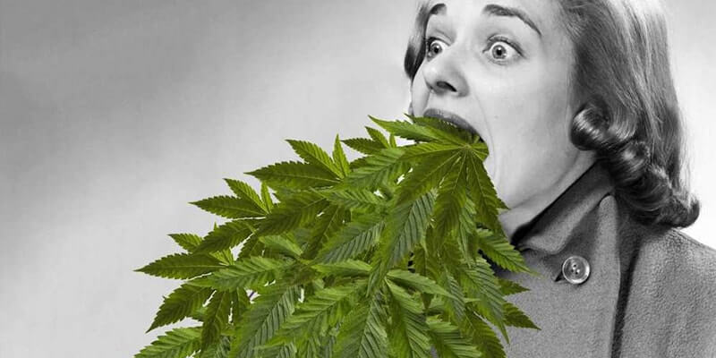 Marijuana Edible Overdose