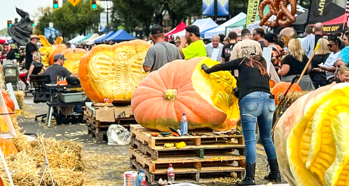 Giant pumpkins on display at Operation Pumpkin in Hamilton, Ohio