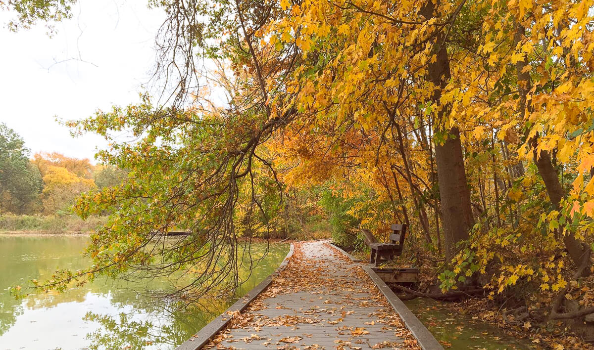 Cincinnati Nature Center in Fall Fall foliage along a lakeside trail at Cincinnati Nature Center