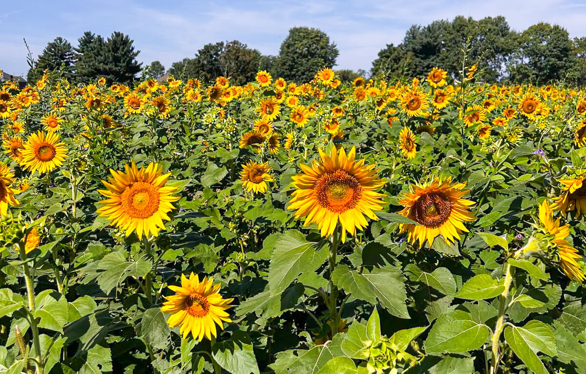 Sunflower field at Gorman Heritage Farm in Cincinnati