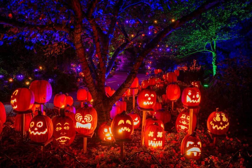 Glowing jack-o’-lanterns at the Cincinnati Zoo Jack O’Lantern Glow