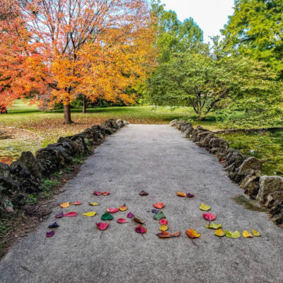Fall foliage along a walking path at Spring Grove Cemetery in Cincinnati